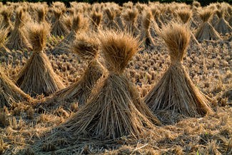 Rice Straw